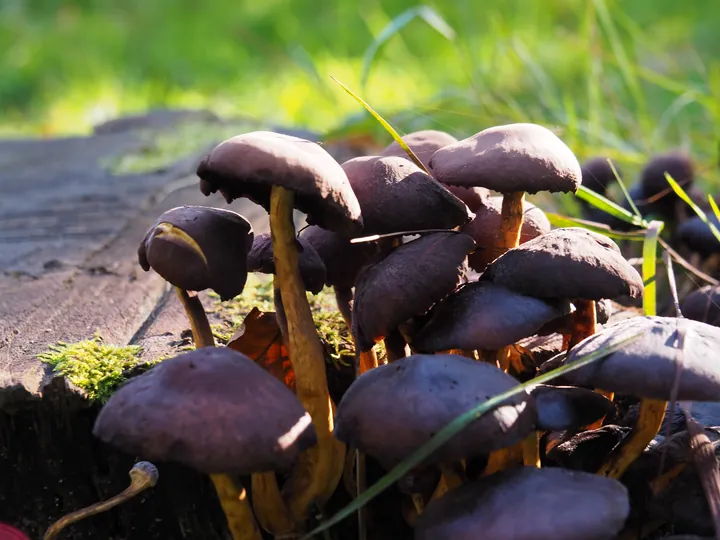 Vagevuurbos en Lippensgoed-Bulskampveld (België)